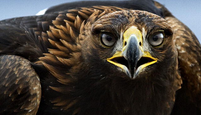 Archivo:Aguila real.jpg