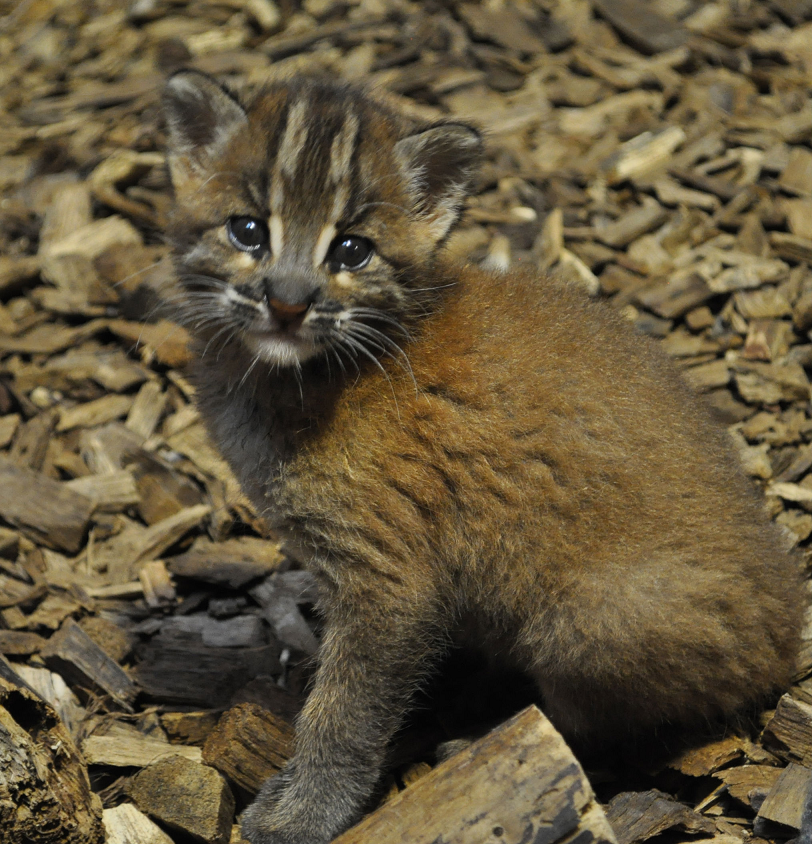 Resultado de imagen de el  gato dorado asiatico cachorro
