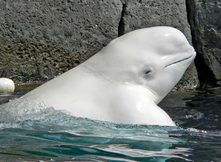 Beluga 1.png