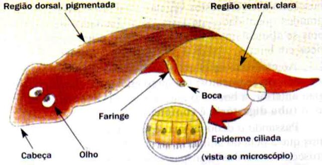 Archivo:Platelmintos2.jpg