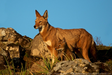Chacal etiope