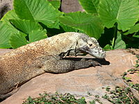 200px-Varanus komodoensis3.jpg