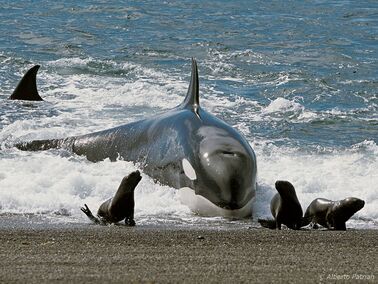 Orca cazando.jpg