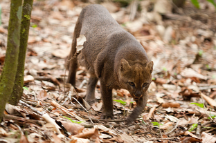 Jaguarundí 2
