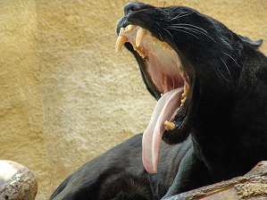 Boca jaguar.png