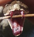 110px-Zanne di vipera.jpg