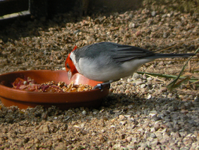 Cardenal comun comeindo.png