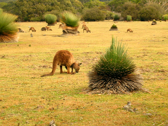 Australasia 2.png