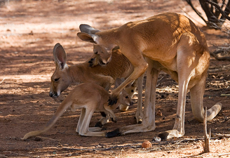 Canguro 2.png
