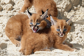 Caracal 2.png