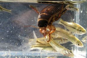 Escarabajo buceador 6.jpg