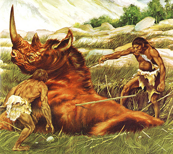 Homo erectus 1