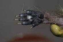 220px-Erinaceus europaeus leg (1).jpg