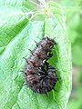 90px-Vanessa atalanta Raupe (HS)