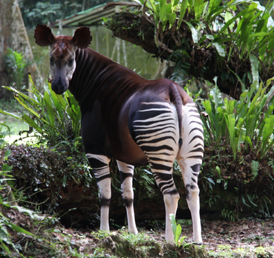 Okapi.png