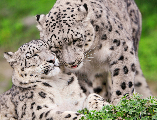 Archivo:Leopardos de las nieves.png