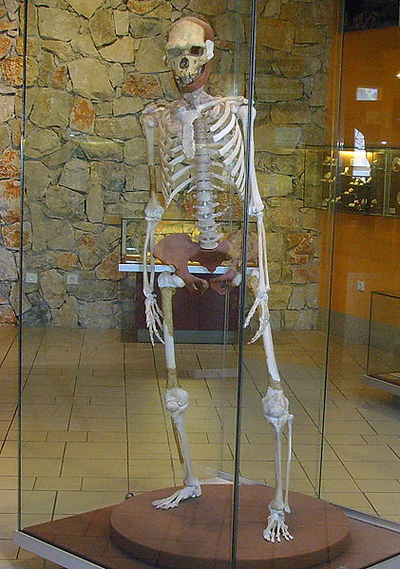 Homo erectus 3
