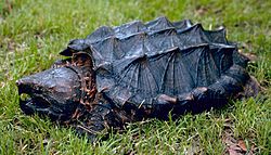 Alligator snapping turtle