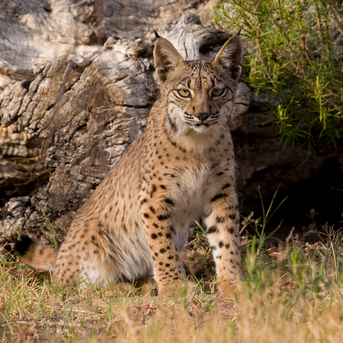 Archivo:Lince iberico wiki.png
