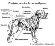 Musculos caninos.jpg