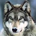Lobito1.jpg