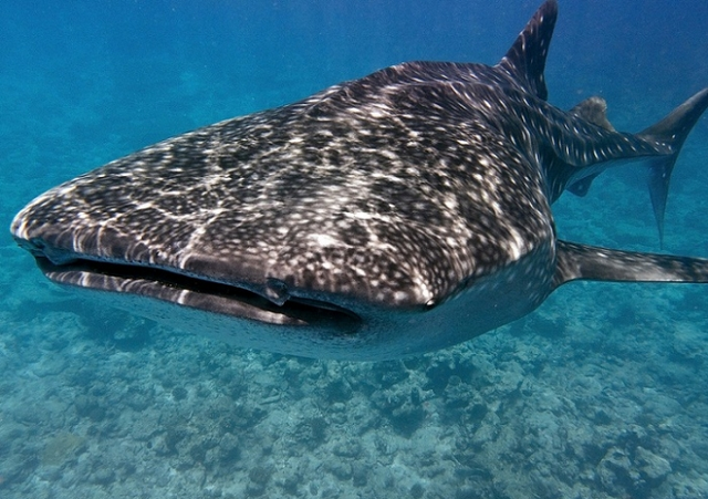 Archivo:Tiburon ballena wiki.png