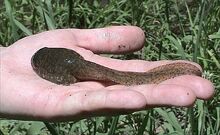 Bullfrog Tadpole.jpg