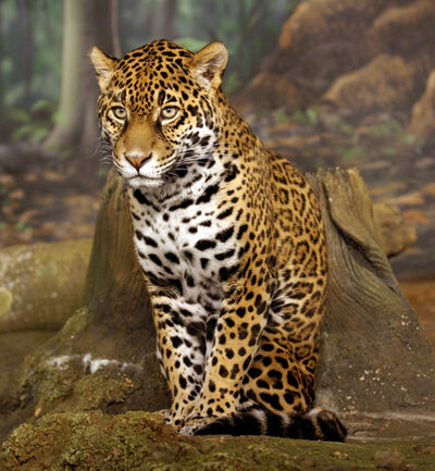 Jaguar hermoso.jpg