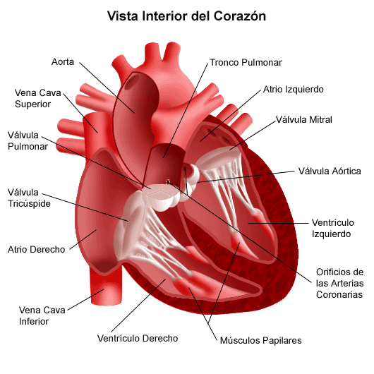 latest?cb=20121016192153&path prefix=es - El Corazón Humano Anatomía, Función