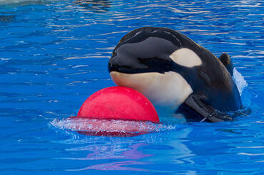 Orca juquetona.jpg