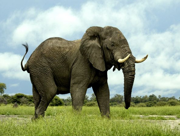 Elefante africano