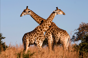 Jirafa 7.png