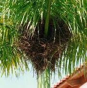 Nido de cigua palmera.jpg