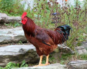Gallo3.png