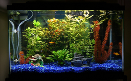 Pez tetra negro 11