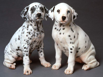 Dalmata 3.png
