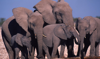Elefante africano 3