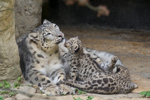 Archivo:Mama leopard.png