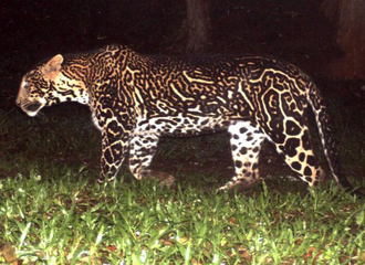 Leopardo indio 14