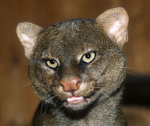 Jaguarundí 1