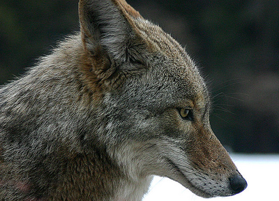 Coyote 3.png