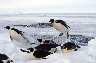 Pinguinos fuera.jpg