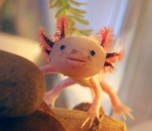 Ajolote 3.png