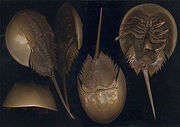 250px-Limulus polyphemus.jpg