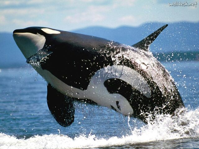 Archivo:Orca saltando.jpg