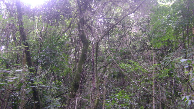 Arquivo:DSC00967.jpg