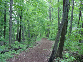 SacredGrove