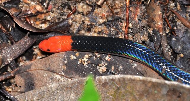 File:Pink Headed Reed Snake2.jpg