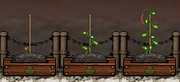 Bean Gardening