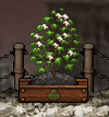 Cotton plant